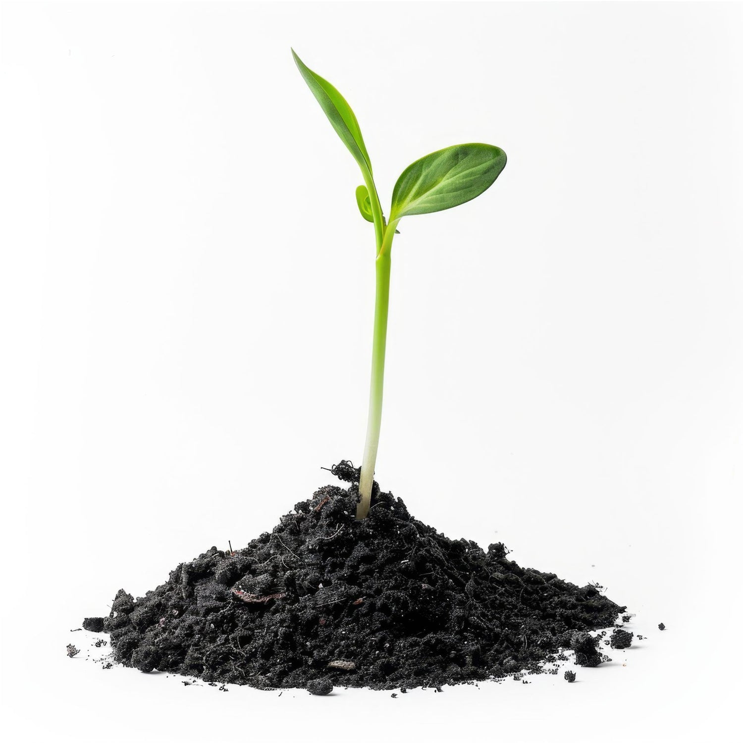 NutriSoil Vermicompost NutriSoil Vermicompost